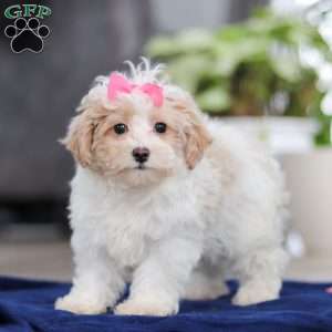 Millie, Maltipoo Puppy